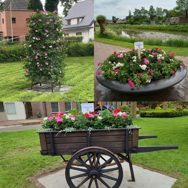 Illustratie bij nieuwbericht Zevenaar in bloei!